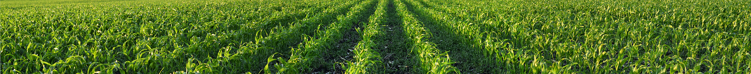 Image From Tallahassee