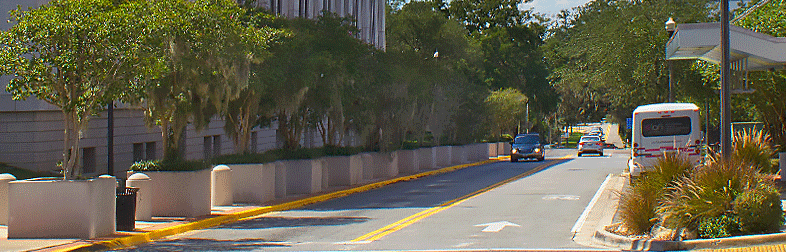 trees lining the sides of a two lane street